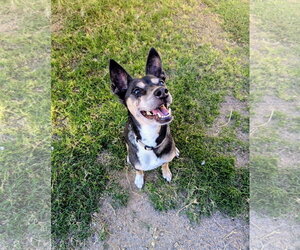 SMALLS - Female Chihuahua-Unknown Mix Dog for Adoption - Photo #2