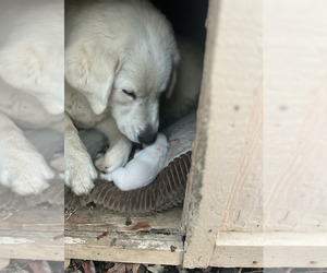 Mother of the Maremma Sheepdog puppies born on 12/25/2025