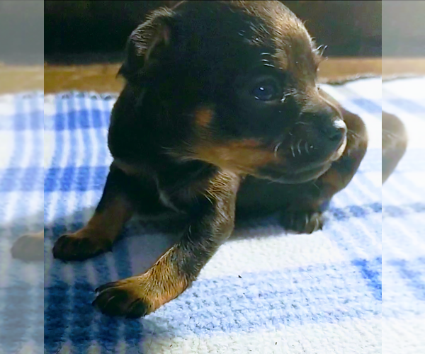 Medium Photo #2 Chihuahua Puppy For Sale in BLACKSTONE, VA, USA