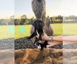 Small Photo #23 Labrador Retriever Puppy For Sale in GREENWOOD, SC, USA