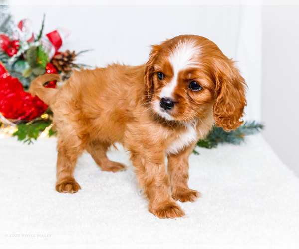 Medium Photo #28 Cavalier King Charles Spaniel Puppy For Sale in WAKARUSA, IN, USA