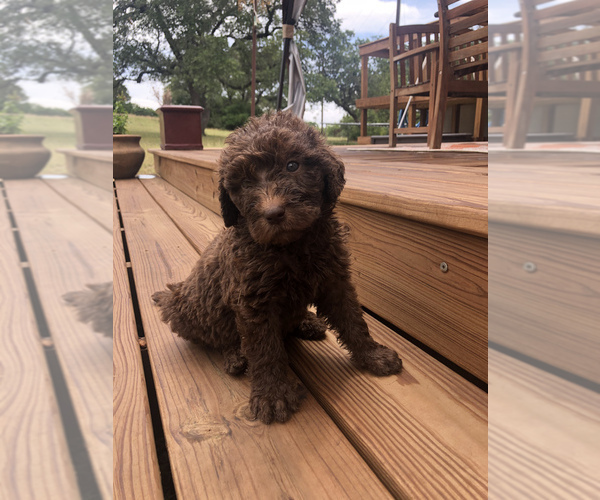 Medium Photo #10 Labradoodle Puppy For Sale in JARRELL, TX, USA