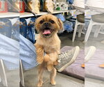 Small #1 Brussels Griffon