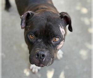 American Pit Bull Terrier-Unknown Mix Dogs for adoption in Tulsa, OK, USA