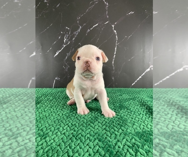 Medium Photo #162 Boston Terrier Puppy For Sale in TULARE, CA, USA