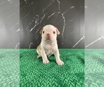 Small Photo #162 Boston Terrier Puppy For Sale in TULARE, CA, USA