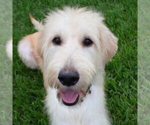 Goldie - Female Labrador Retriever-Unknown Mix Dog for Adoption