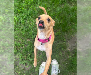 Chihuahua-Unknown Mix Dogs for adoption in Brooklyn Center, MN, USA
