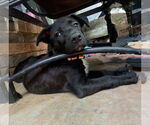 Small #9 Labrador Retriever Mix