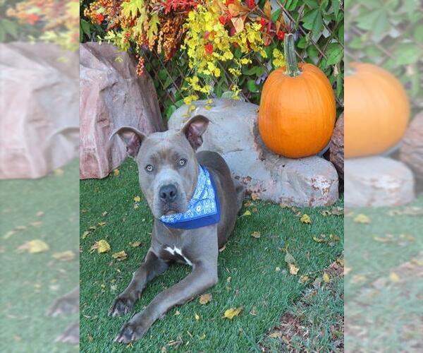 Medium Photo #2 Staffordshire Bull Terrier-Unknown Mix Puppy For Sale in Oklahoma City, OK, USA
