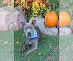 Small #1 Staffordshire Bull Terrier Mix