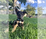 Small #2 German Shepherd Dog Mix