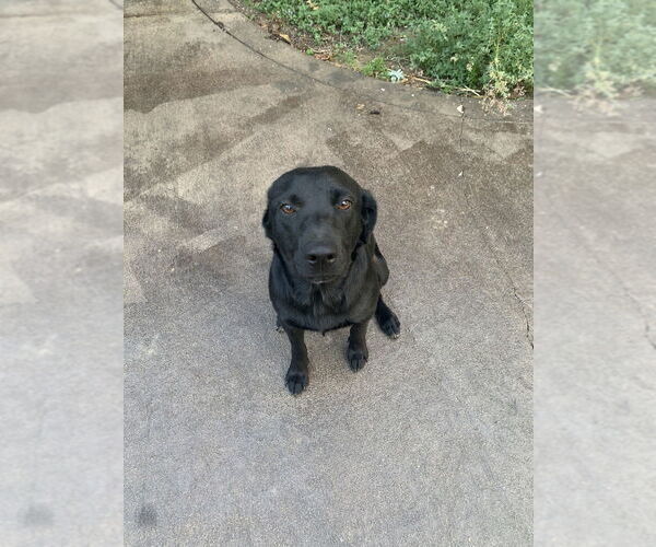 Medium Photo #12 Borador Puppy For Sale in Conway, AR, USA