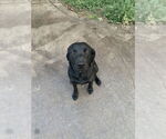 Small #11 Borador