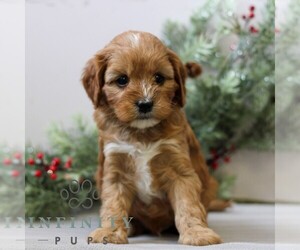 Cavapoo Puppy for sale in EAST EARL, PA, USA