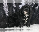 Puppy Delight F1 Cavapoo
