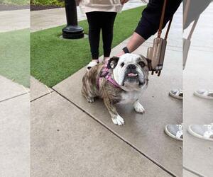 Bulldog-Unknown Mix Dogs for adoption in Incline Village, NV, USA