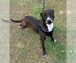 Small #3 Labrador Retriever Mix