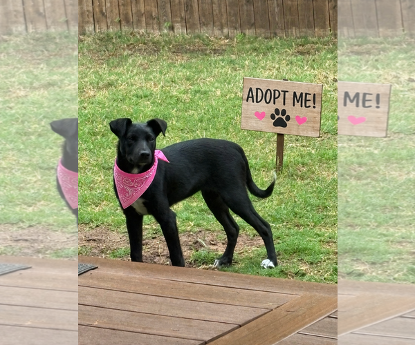 Medium Photo #7 Labrador Retriever-Unknown Mix Puppy For Sale in Euless, TX, USA