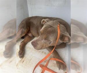 Mutt Dogs for adoption in Houston, TX, USA
