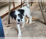 Small #2 Poodle (Miniature) Mix