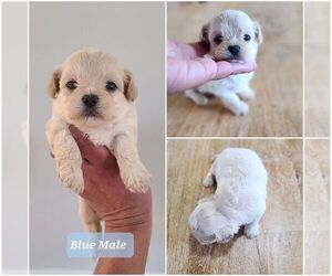 ShihPoo Puppy for sale in GULF SHORES, AL, USA