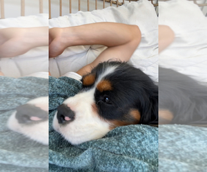 Mother of the Cavalier King Charles Spaniel puppies born on 05/15/2025