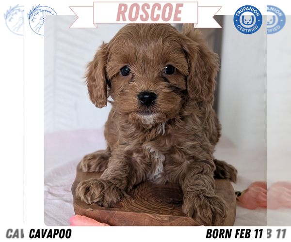 Medium Photo #1 Cavapoo (Miniature) Puppy For Sale in GOSHEN, IN, USA