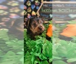 Small Photo #5 Yorkshire Terrier Puppy For Sale in AKRON, OH, USA