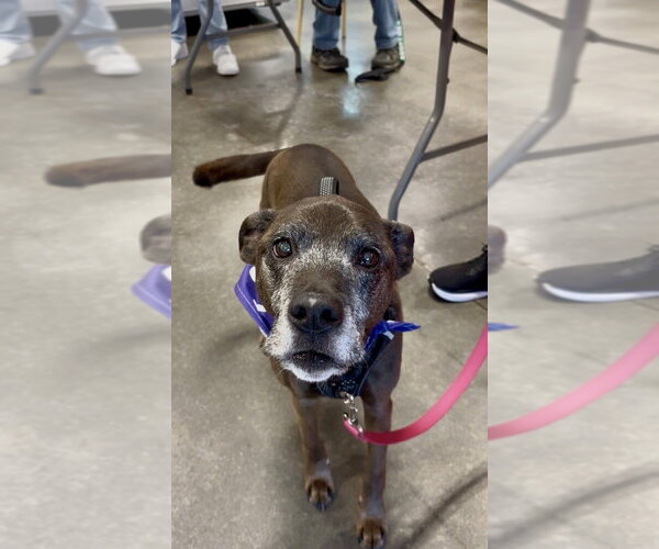 Medium Photo #6 Plott Hound-Unknown Mix Puppy For Sale in Mooresville, NC, USA