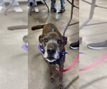 Small #5 Plott Hound Mix