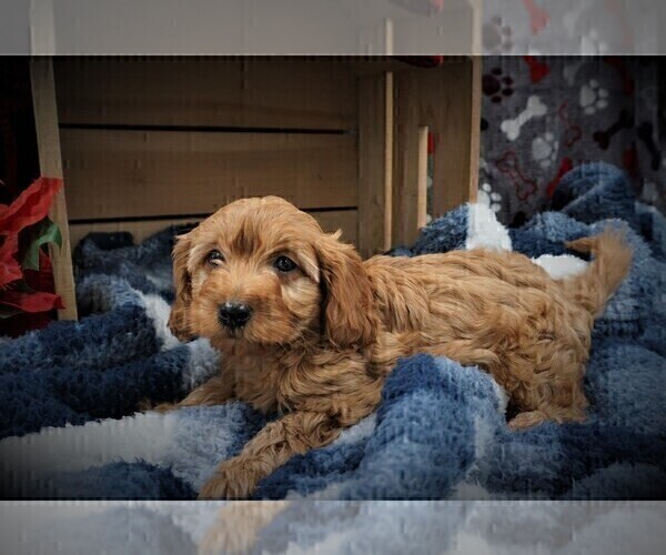 Medium Photo #2 Cavapoo Puppy For Sale in LUBLIN, WI, USA