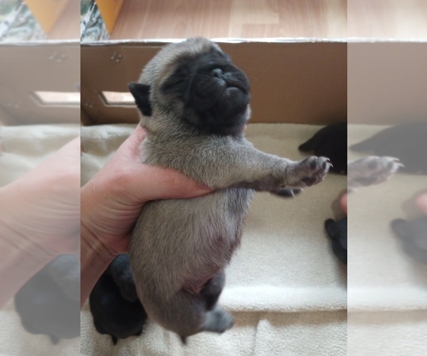 Medium Photo #3 Pug Puppy For Sale in SAINT PAUL, MN, USA
