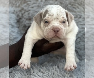 American Bully Puppy for sale in CHAMPAIGN, IL, USA