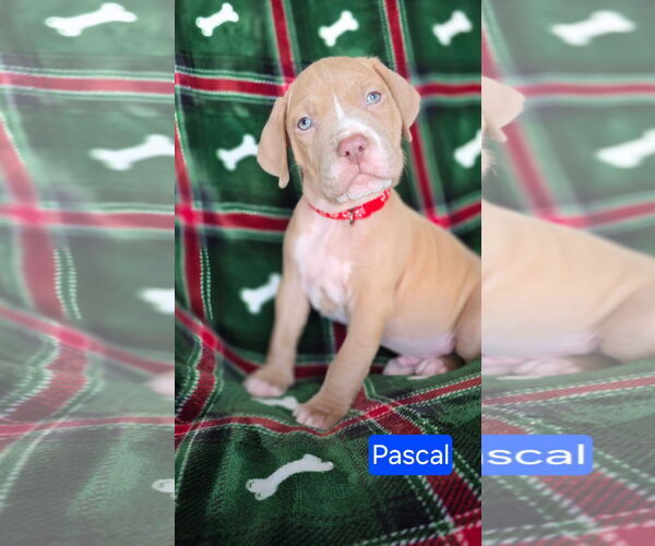 Medium Photo #1 American Pit Bull Terrier-Unknown Mix Puppy For Sale in Duluth, MN, USA