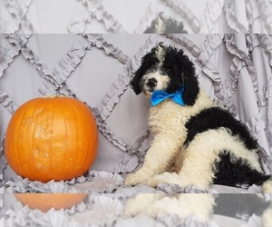 Bernedoodle Puppy for sale in LANCASTER, PA, USA