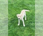 Small Photo #3 Labrador Retriever Puppy For Sale in SAMMAMISH, WA, USA