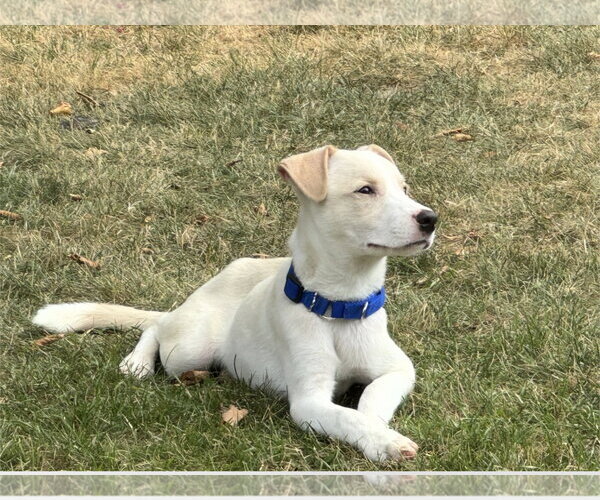 Medium Photo #5 Labrador Retriever-Unknown Mix Puppy For Sale in Genesee, WI, USA