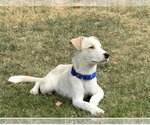 Small #4 Labrador Retriever Mix