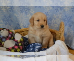 Puppy Mavrick Golden Retriever