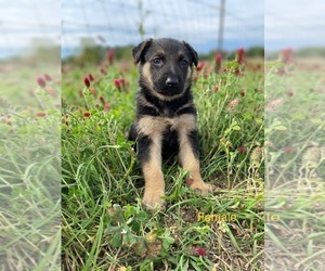 German Shepherd Dog Dog for Adoption in LATTA, South Carolina USA