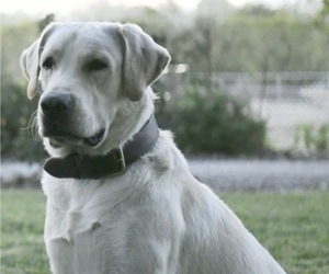 Father of the Labrador Retriever puppies born on 06/17/2026