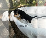 Small #9 Doxie-Pin