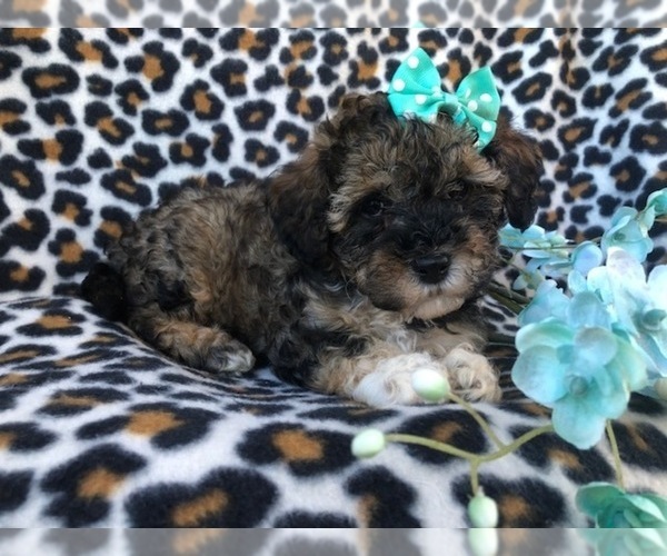 Medium Photo #4 Poovanese Puppy For Sale in LAKELAND, FL, USA