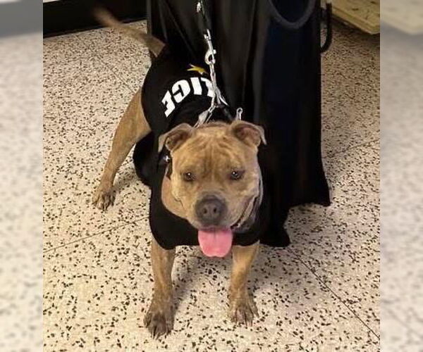 Medium Photo #2 Mutt Puppy For Sale in Oakhurst, NJ, USA