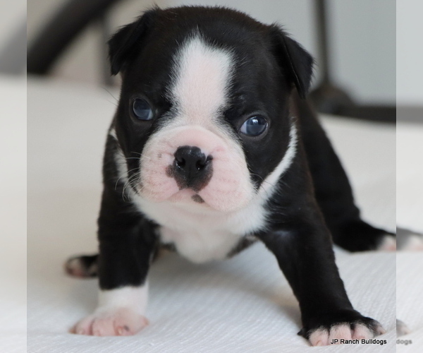 Medium Photo #33 Boston Terrier Puppy For Sale in WINNSBORO, TX, USA