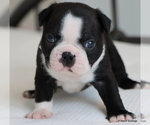 Small Photo #33 Boston Terrier Puppy For Sale in WINNSBORO, TX, USA