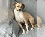 Small #1 Beagle Mix