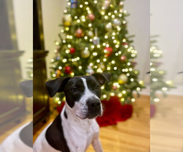 Medium Photo #4 Boxer-Unknown Mix Puppy For Sale in Columbus, IN, USA