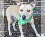 Small #3 Labrador Retriever-Retriever  Mix